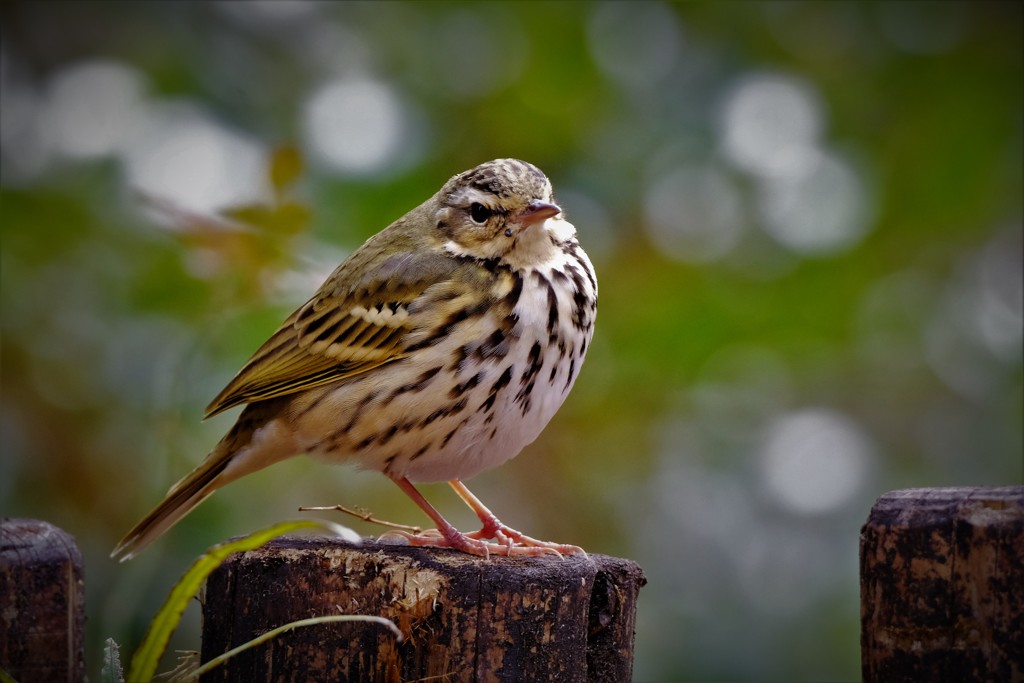 ビンズイさん・・・