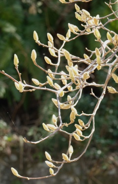 今年は花が多い　？