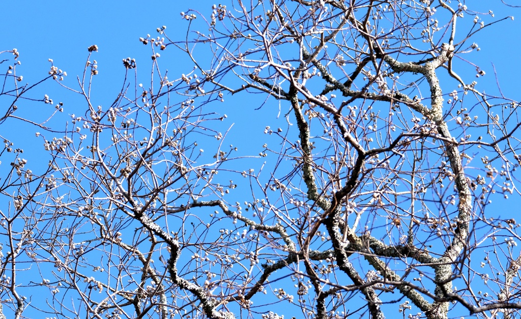 ナンキンハゼの実・・・