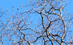 ナンキンハゼの実・・・