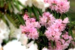 石楠花・・・