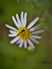 柚香菊の花に・・・