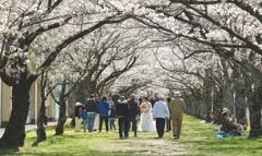サクラとんねるにて・・・