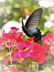昆虫　黒アゲハ・・・