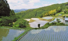 大栗安の棚田・・・