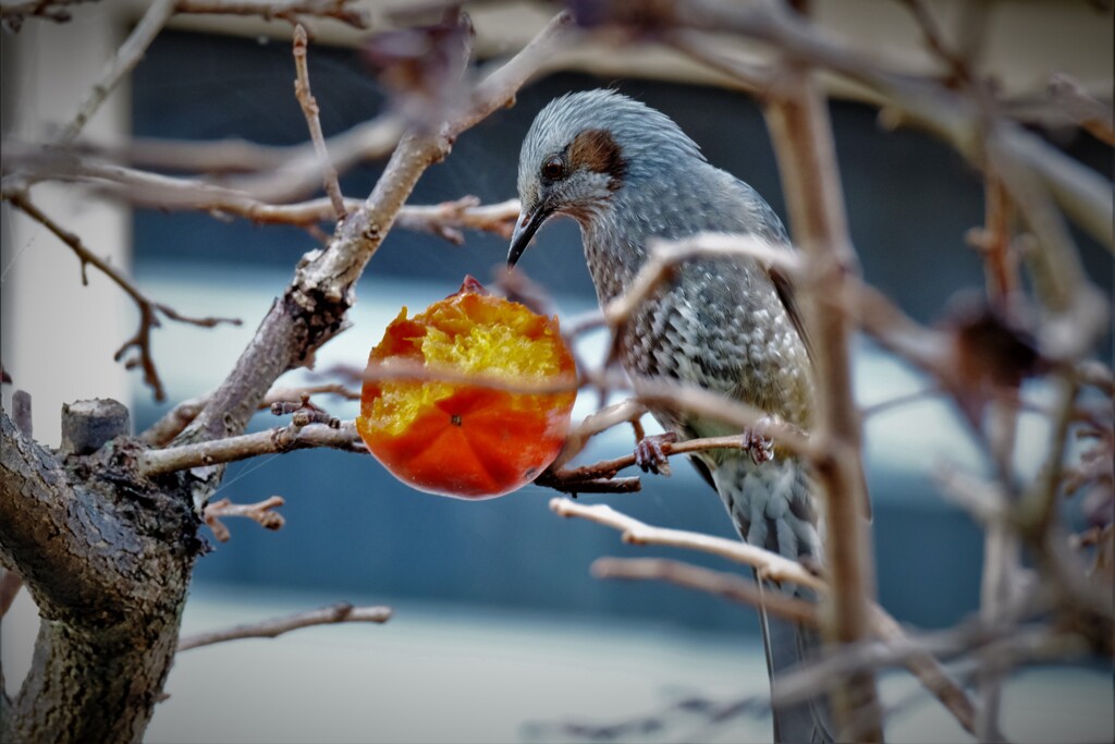 食べごろ・・・