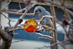 食べごろ・・・