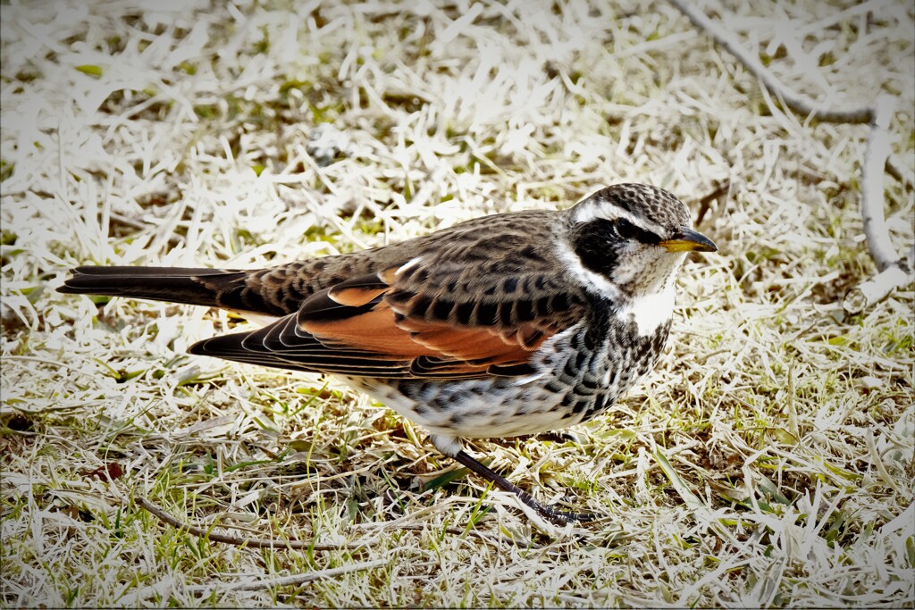 ツグミさん近いよ・・・