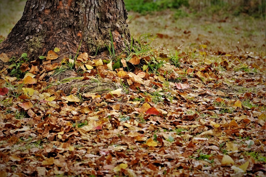 ナンキンハゼの初冬・・・