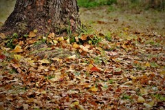 ナンキンハゼの初冬・・・