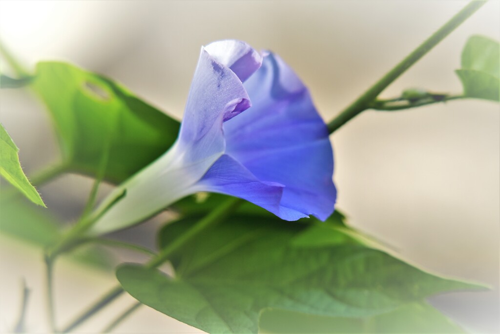 野生種・・・2
