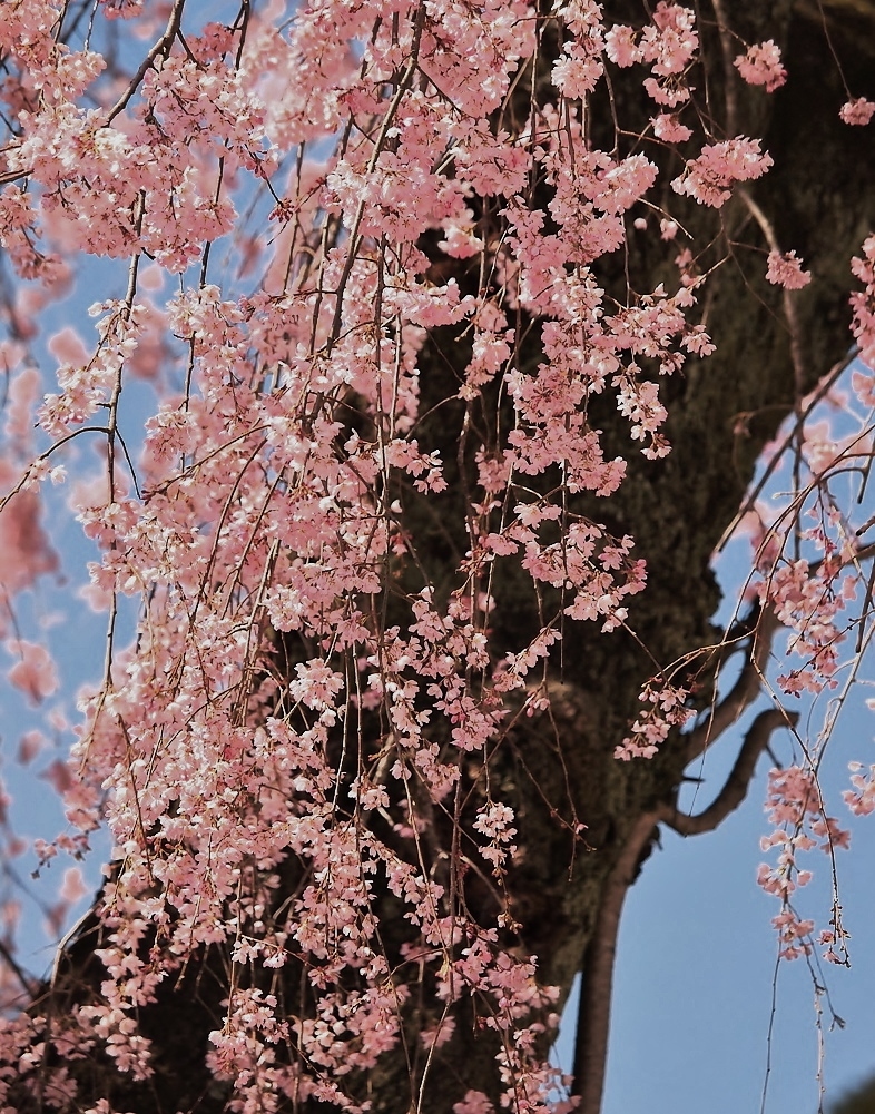 川根の小彼岸桜 枝垂れ・・・