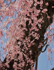 川根の小彼岸桜 枝垂れ・・・