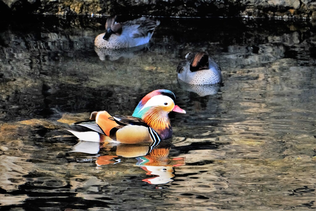 オシドリ撮りリベンジ・・・