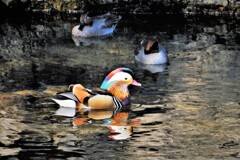 オシドリ撮りリベンジ・・・