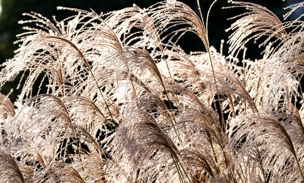 開き始めた白穂・・・