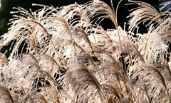 開き始めた白穂・・・