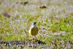 DSCF1052