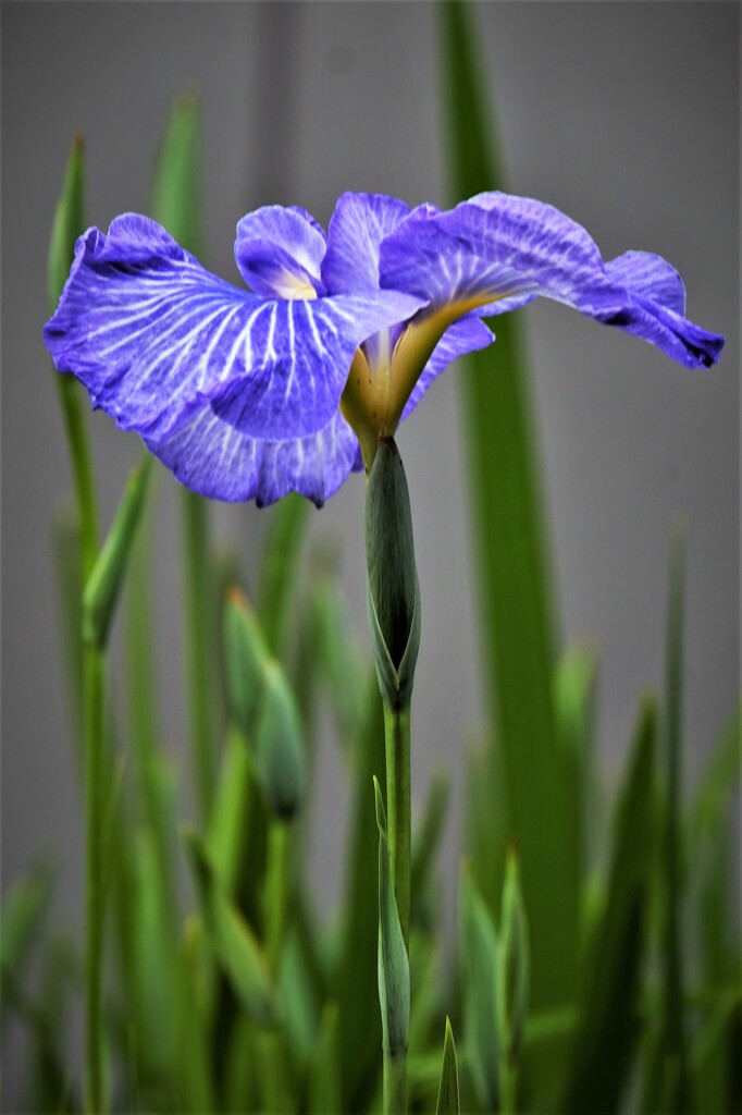 隣家の菖蒲・・