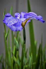 隣家の菖蒲・・