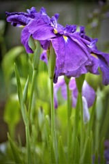 隣家の菖蒲・・・