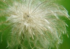 翁草の穂