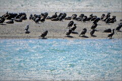 春の河口・・・3