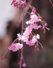 一枝・・・