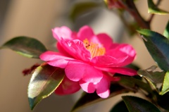 山茶花　終わりに近い・・・