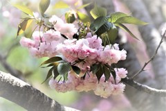 ボタン桜・・・