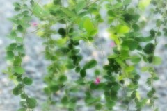 萩の葉・・・