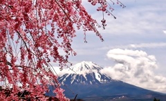 春富士・・・