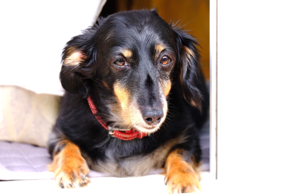 愛犬・・・