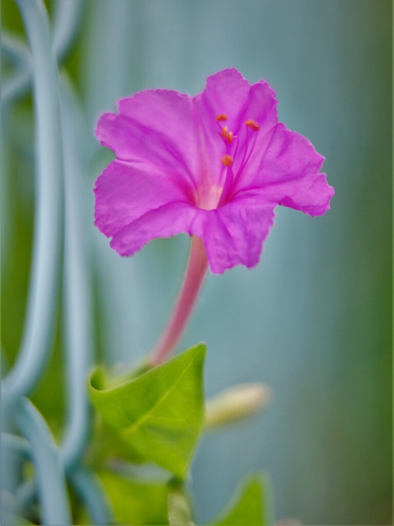 おしろい花　1