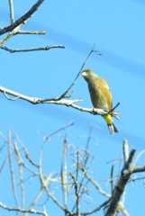 カワラヒワ・・・