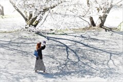 サクラの下で・・・