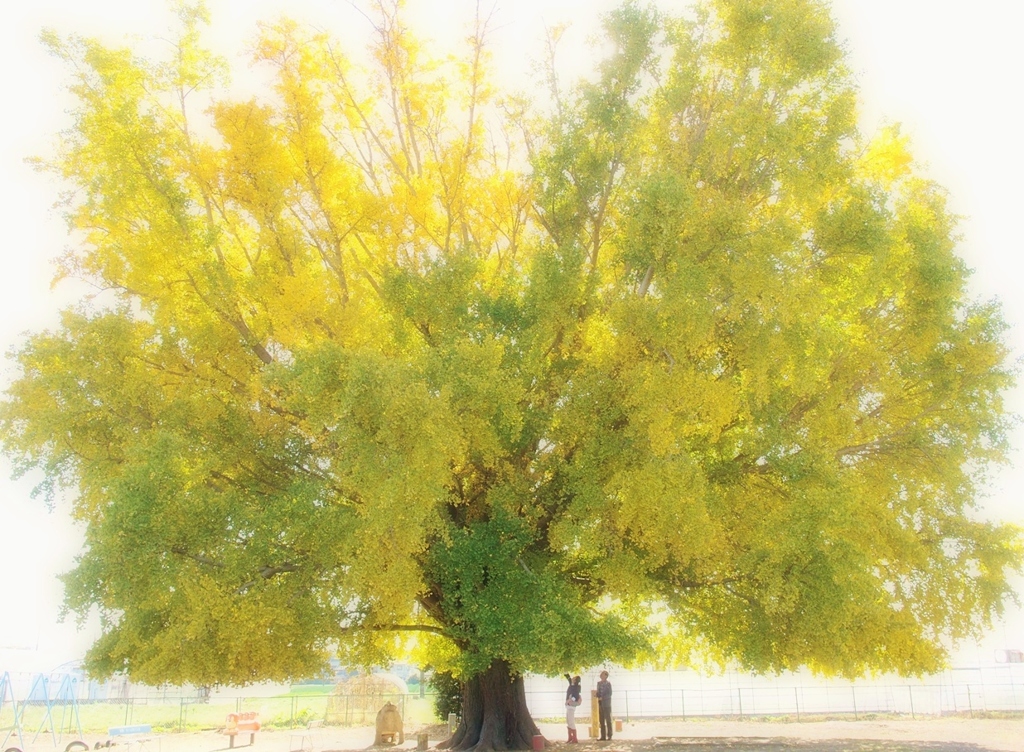 あの樹の下で・・・