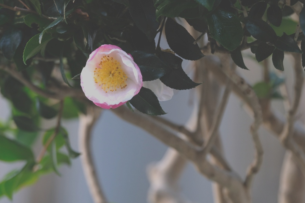 一輪だけ・・・