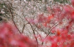 サクラと紅葉　1
