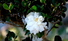 白いサザンカ・・・