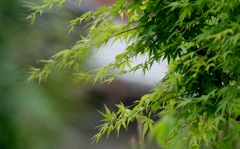 新芽　モミジ