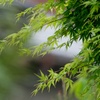 新芽　モミジ