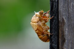 ぬけがら・・・