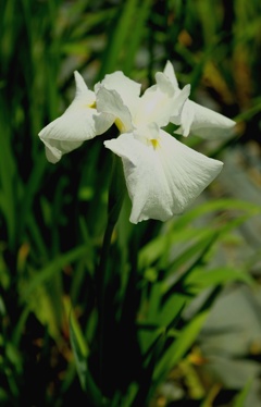 DSCF8366・・・5