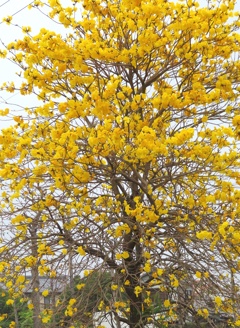 ブラジル国花　イペー・・・