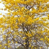 ブラジル国花　イペー・・・