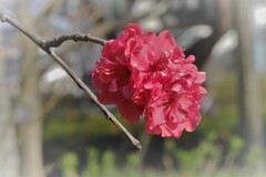 八重ボケ・・・