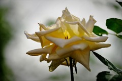 DSCF0020