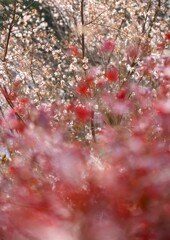 さくらと紅葉　2