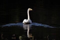 ついてきて・・・